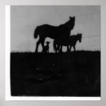 Horse/Pony/Lamb at Sundown Posters