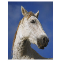 Horse portrait flyer design