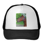 Horse Portrait Hat