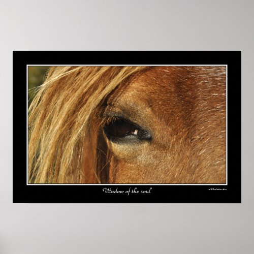 Horse portrait photo poster
