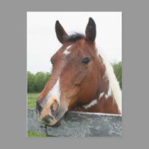 Horse Portrait postcards by sharpcreations Horse Portrait postcards