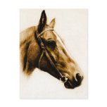 Horse Portrait Postcard