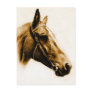 Horse Portrait Postcard