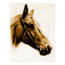 Horse Portrait Postcard
