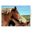Horse Portriat cards