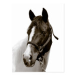 Horse Post Card
