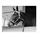 Horse Post Cards