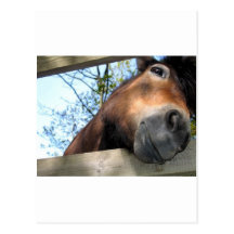 Horse Post Cards