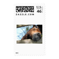 Horse postage