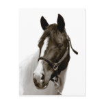 Horse Post Card