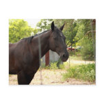 Horse Postcard