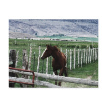 Horse postcards by sumiko Horse postcards