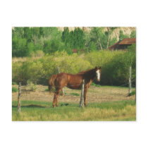 Horse postcards