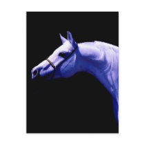 Horse Post Card