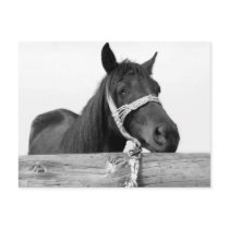 Horse Postcard by emele1 Horse Postcard