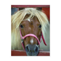 Horse Postcards