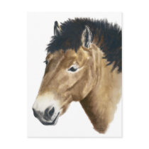 Horse Postcards