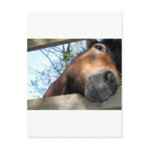 Horse postcards by pollop Horse postcards