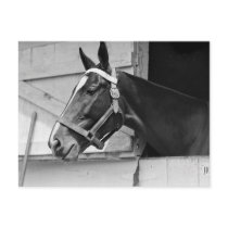 Horse postcards