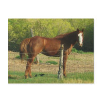 Horse postcards