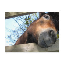 Horse postcards by pollop Horse postcards