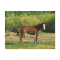 Horse postcards