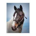 Horse Postcard
