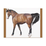 Horse Postcards