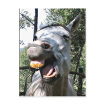 Horse postcards