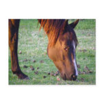 Horse Post Cards