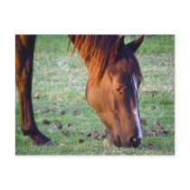 Horse postcards by Congress_Arizona Horse postcards
