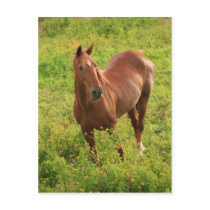 Horse postcards