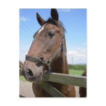 Horse postcards by prawny Horse postcards