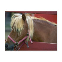 Horse Post Cards