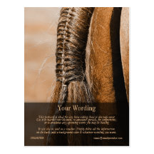 Horse Postcard