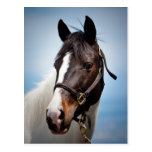 Horse Postcard