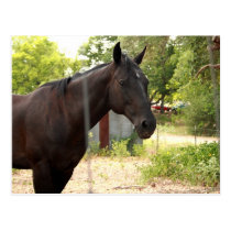 Horse Postcard postcards