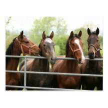 Horse Postcard