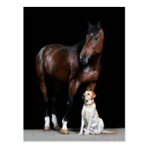 Horse Postcard