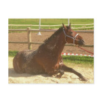 Horse postcard - heste postkort