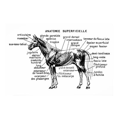 Horse Print by engravings