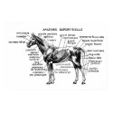 Horse posters