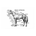 Horse posters