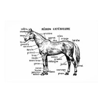Horse posters