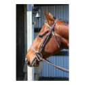Horse Poster posters