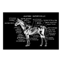 Horse posters