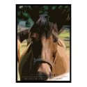 Horse posters