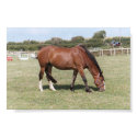 Horse posters