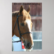 Horse Poster