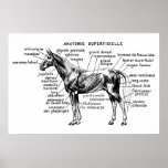 Horse Print